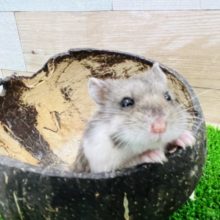 レアカラー♪ジャンガリアンパイドハムスター☆