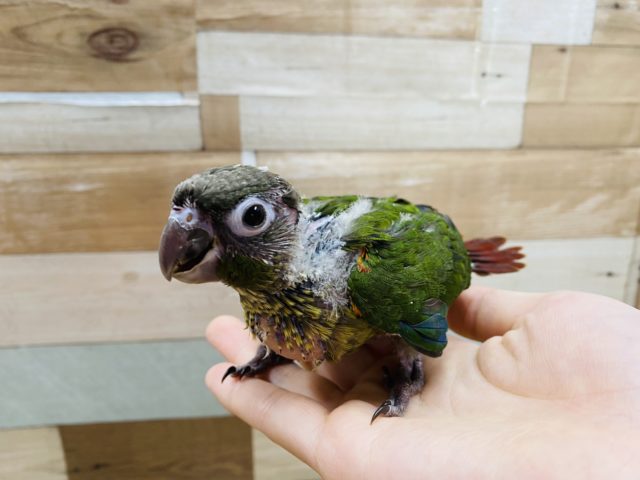 ワキコガネウロコインコ