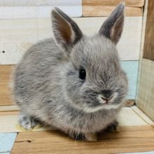 お顔が詰まってます♡ネザーランドドワーフさん！