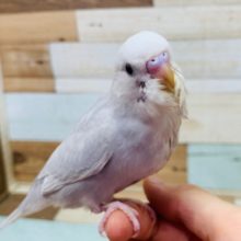 人気カラーの落ち着きあるカラー♪セキセイインコ(ライラックモーブ)