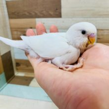 真っ白い羽根とｸﾘｸﾘおめめが人気☆セキセイインコ(ダブルファクター)さん！