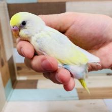 自己主張強め笑　セキセイインコ(クリームハルクイン)さん♪