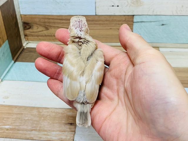 シナモン文鳥