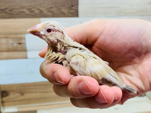 シナモン文鳥