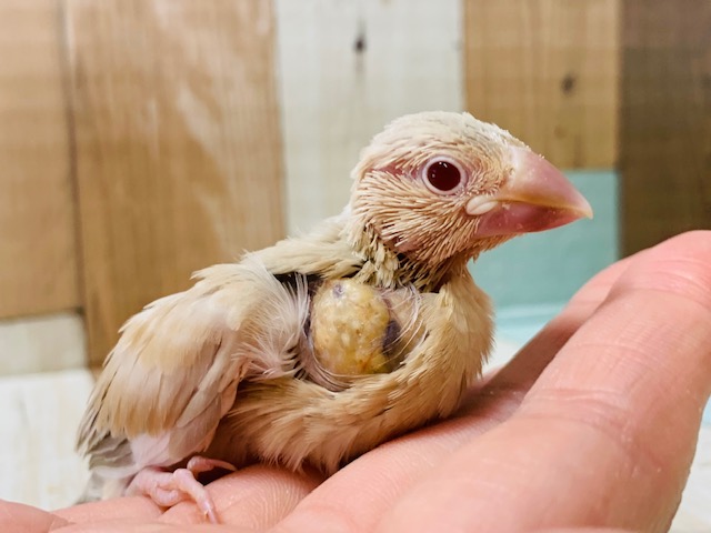 手によじ登ってきます！シナモン文鳥さん☆