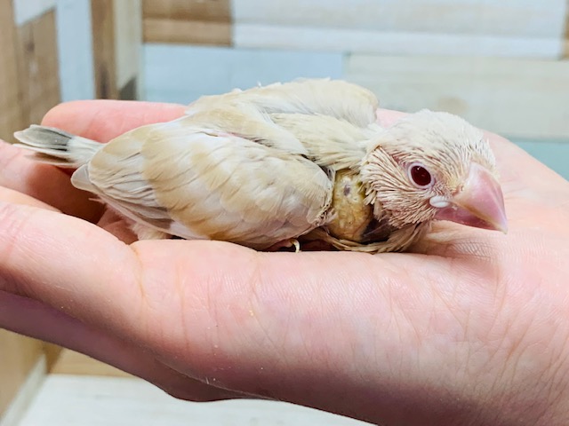 シナモン文鳥