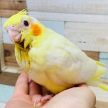 口を開いているお顔が愛くるしい♡オカメインコ(ルチノー)さん♪