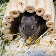 徐々に慣れてきています！デグー(ブルー)くん☆