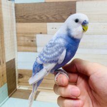 元気いっぱい☆セキセイインコ(スパングル)さん！