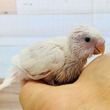 やっときました！真っ白の体に真っ黒おめめ♪セキセイインコ(ダブルファクター)さん！