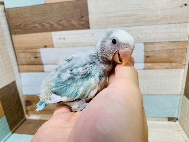 コザクラインコ（小桜インコ）