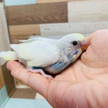 くりっとおめめ♪セキセイインコ(クリームハルクイン)さん☆