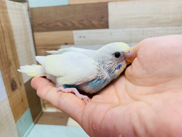 くりっとおめめ♪セキセイインコ(クリームハルクイン)さん☆