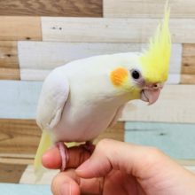 懐いてます♡まんまるボディのオカメインコ(ルチノー)さん☆