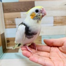 物怖じしないコ♪指に乗ってきてくれるオカメインコ(パイド)さん！