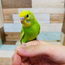 キウイカラーの羽根が生えそろいました♪セキセイインコ(スパングル)さん！