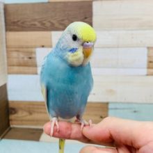 慣れてくれそう♪少しずつ手に乗ってくれるように☆セキセイインコ(パステルレインボースパングルパイド)さん♪