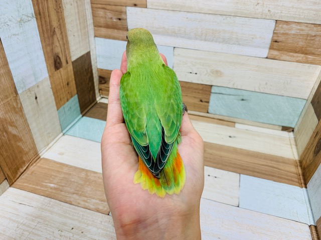 コザクラインコ（小桜インコ）