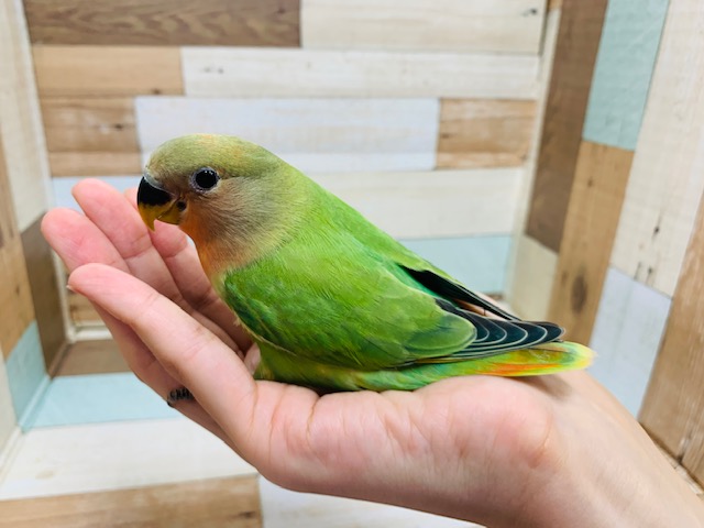 コザクラインコ（小桜インコ）