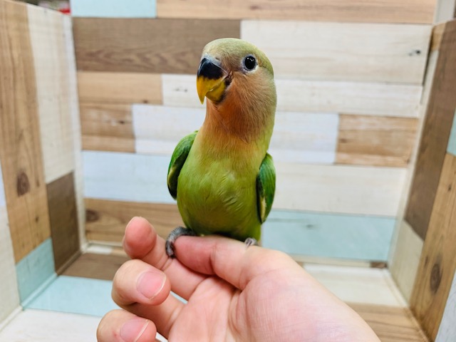 コザクラインコ（小桜インコ）