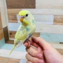 モザイクでｷﾚｲな色合い♡セキセイインコ(パステルレインボーパイド)さん♪