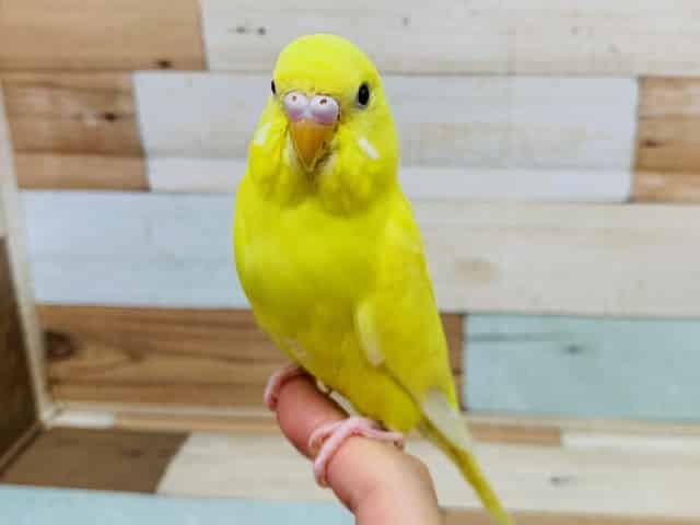 レモン色が生えそろいました♪セキセイインコ(ダブルファクター)さん！