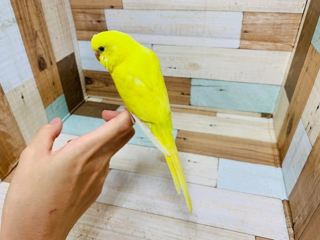 セキセイインコ