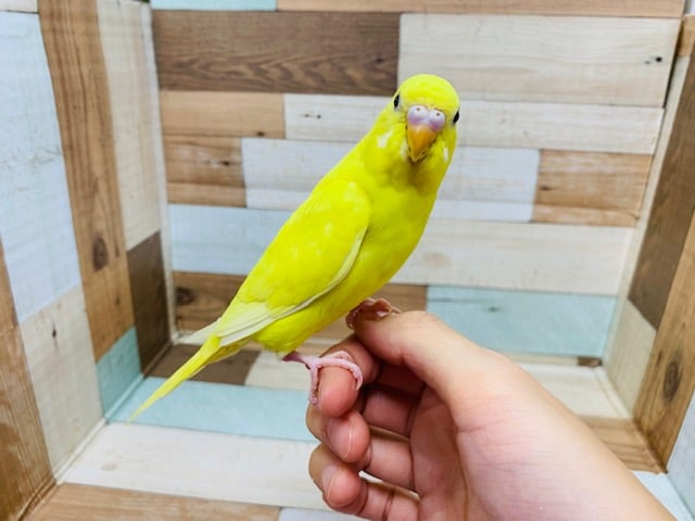 セキセイインコ