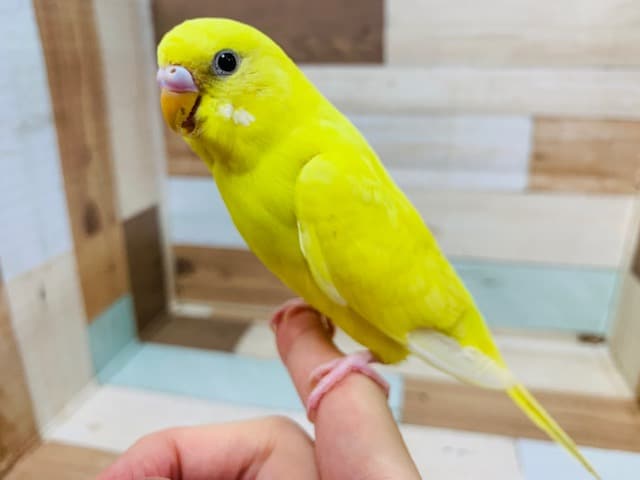 セキセイインコ