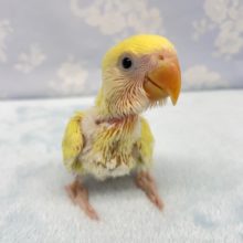黄色いさくらんぼ💛小桜インコ（クリームゴールデン）2022年5月生まれ