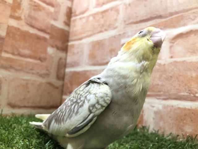 オカメインコ