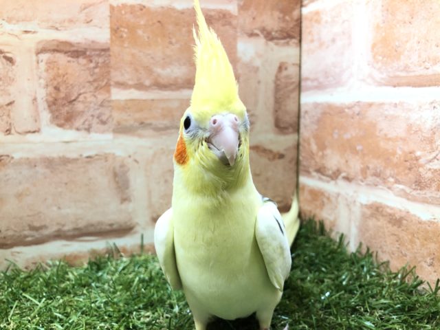 オカメインコ