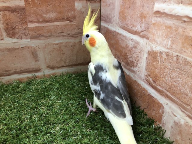 オカメインコ