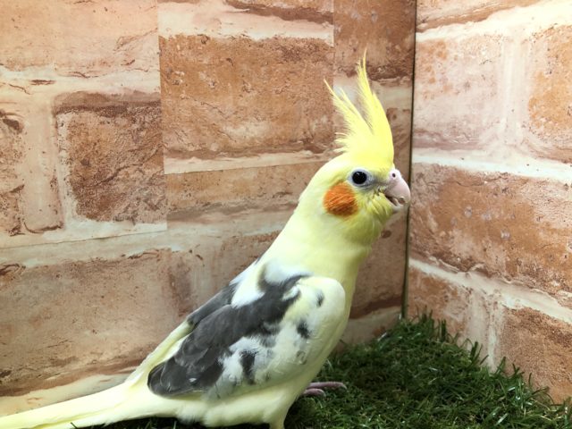 オカメインコ