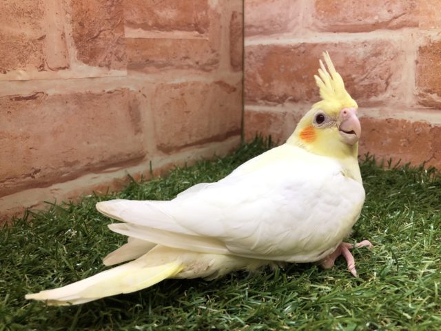 オカメインコ