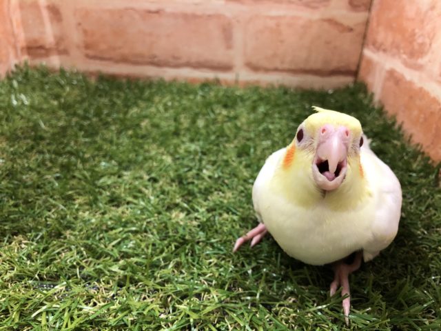 オカメインコ