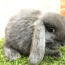 久々カラー　ロップイヤーラビット　ブルー　R４　６／８撮影