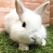 暗めな白色　ネザーランドドワーフ　フロスティ　R４　６／８撮影