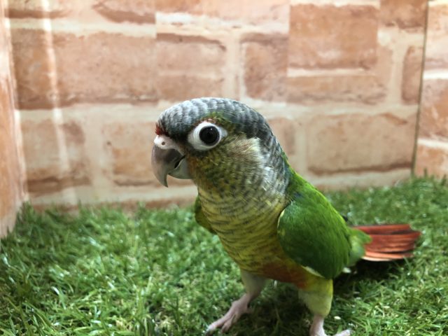 ワキコガネウロコインコ