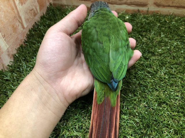 ワキコガネウロコインコ