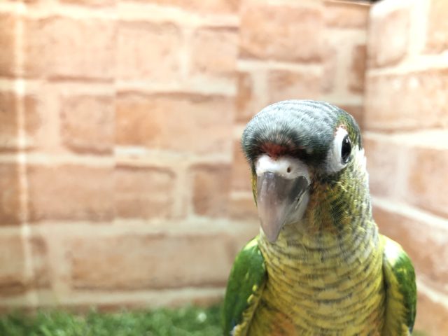 ワキコガネウロコインコ