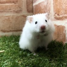 純白の毛並み　ロングカラーハムスター　男の子　R４　６／２９撮影