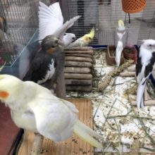 流山店オカメ祭り！！　　最新画像　R４　７／６撮影