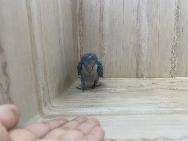 オキナインコ