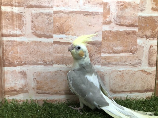 オカメインコ