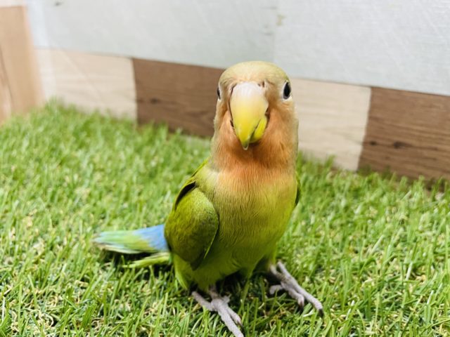 コザクラインコ（小桜インコ）