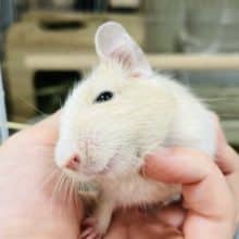 元気いっぱいアクティブガール！！デグー(サンドパイド)女の子