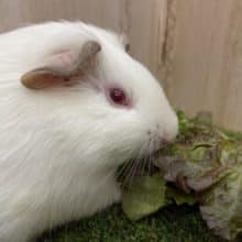 最新画像になりますよ〜！🤍真っ白いモルモットさん🤍お店にいます！　モルモット　イングリッシュ