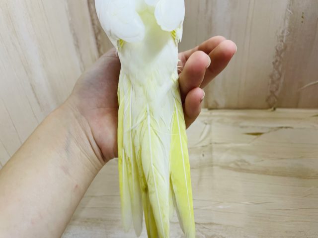 オカメインコ