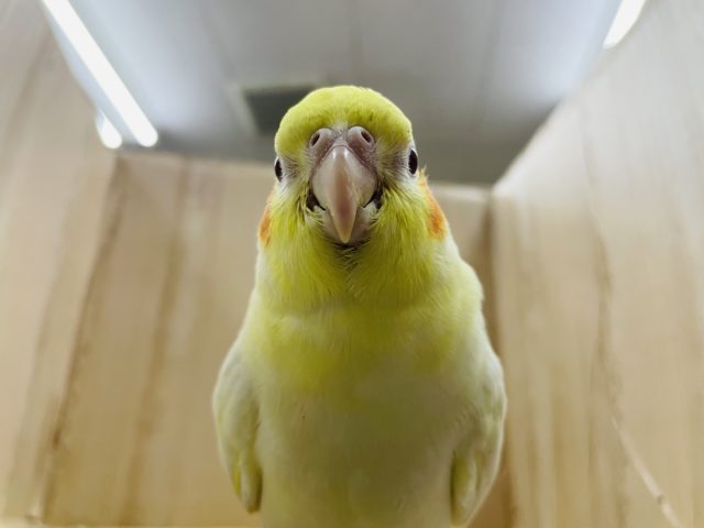 オカメインコ